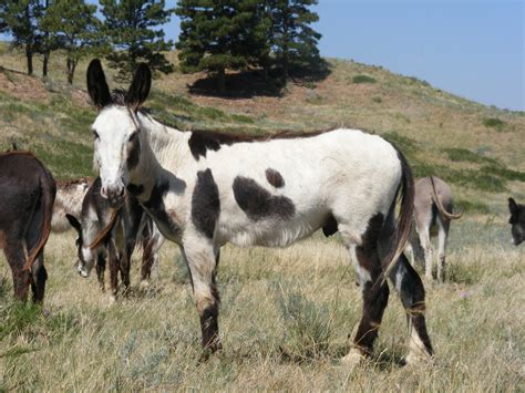 When someone breeds a mule from a donkey and a horse, does it matter whether the two parents are a female horse and a male donkey, or the other way around Yes it does. . Breeding donkeys